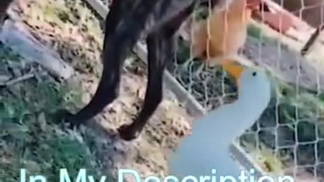 Best Funny Cats Videos