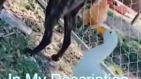 Best Funny Cats Videos