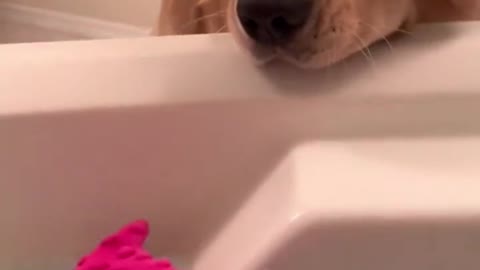 Golden Retriever have the best smiles while playing in the water