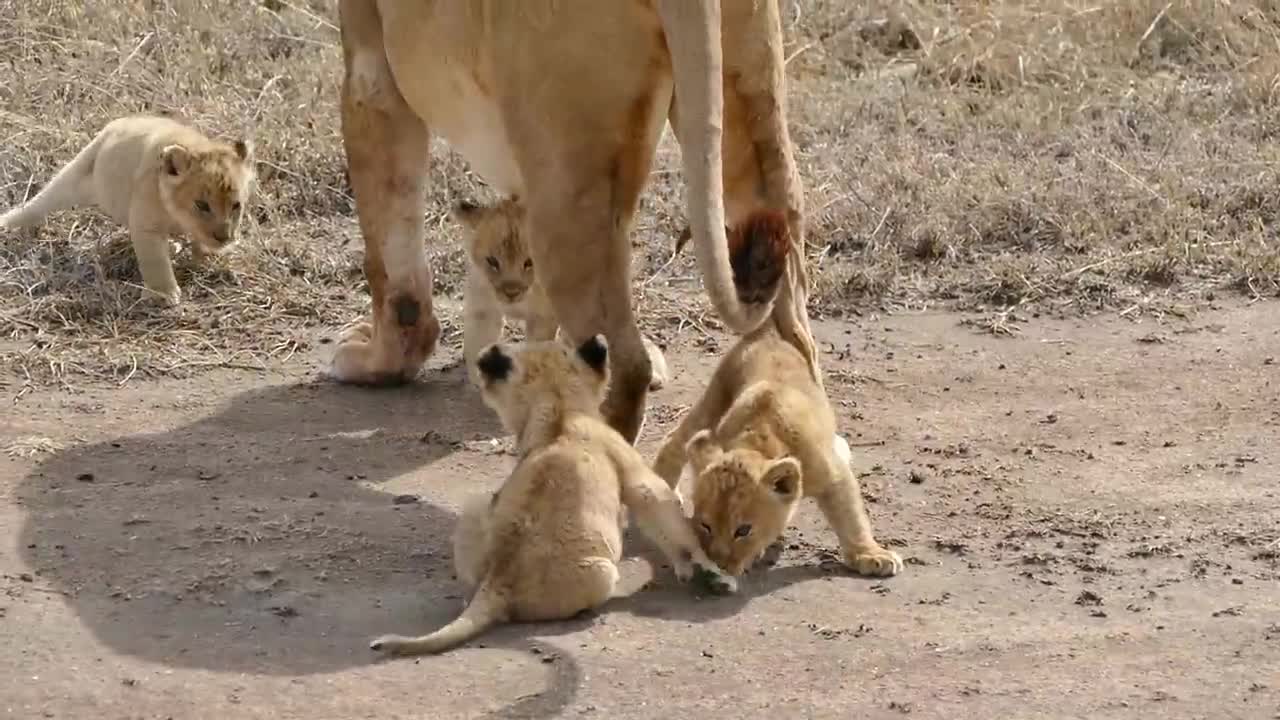 Lion tranding in the jungle