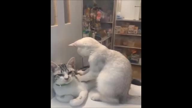 try not to laugh😀😀
