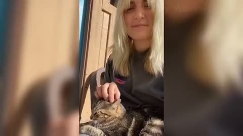 Best Funny Pet Videos Of The - Cute Cats And Dogs
