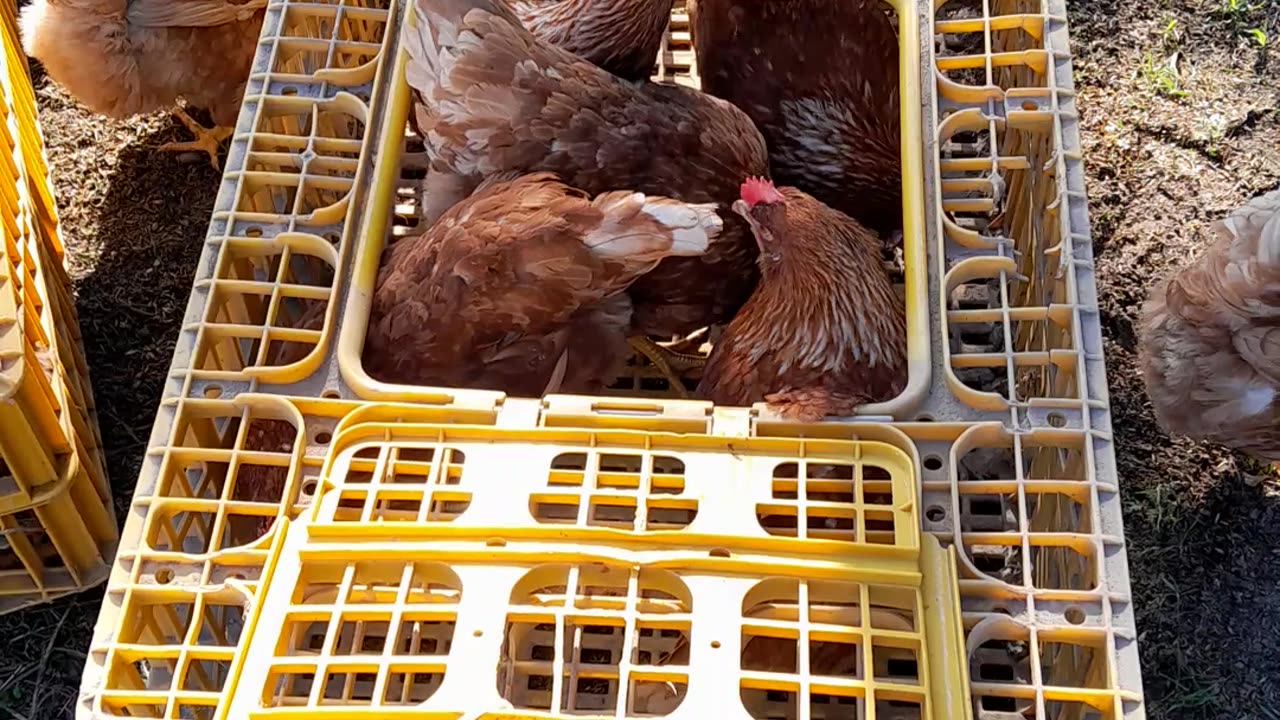 Moving Chickens Outside After Winter Part 1