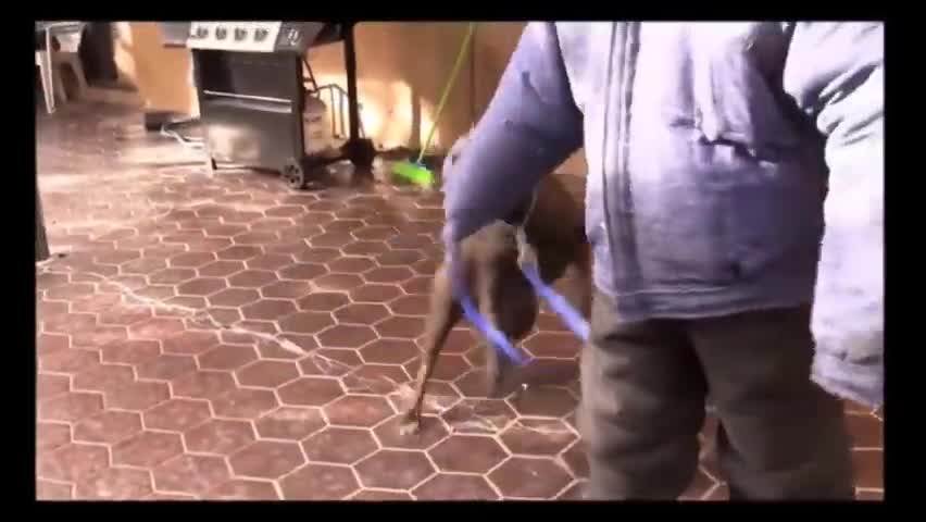 How to make Dog become Aggressively with simple steps
