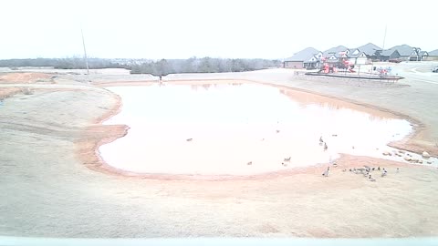 The Pond