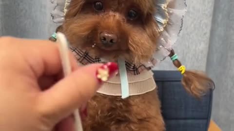 Cute Dogi eat food l Madhu Makhi