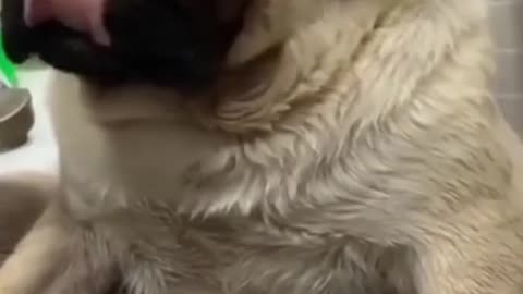 Super cute pug puppy playing and enjoying and playing with its owner..