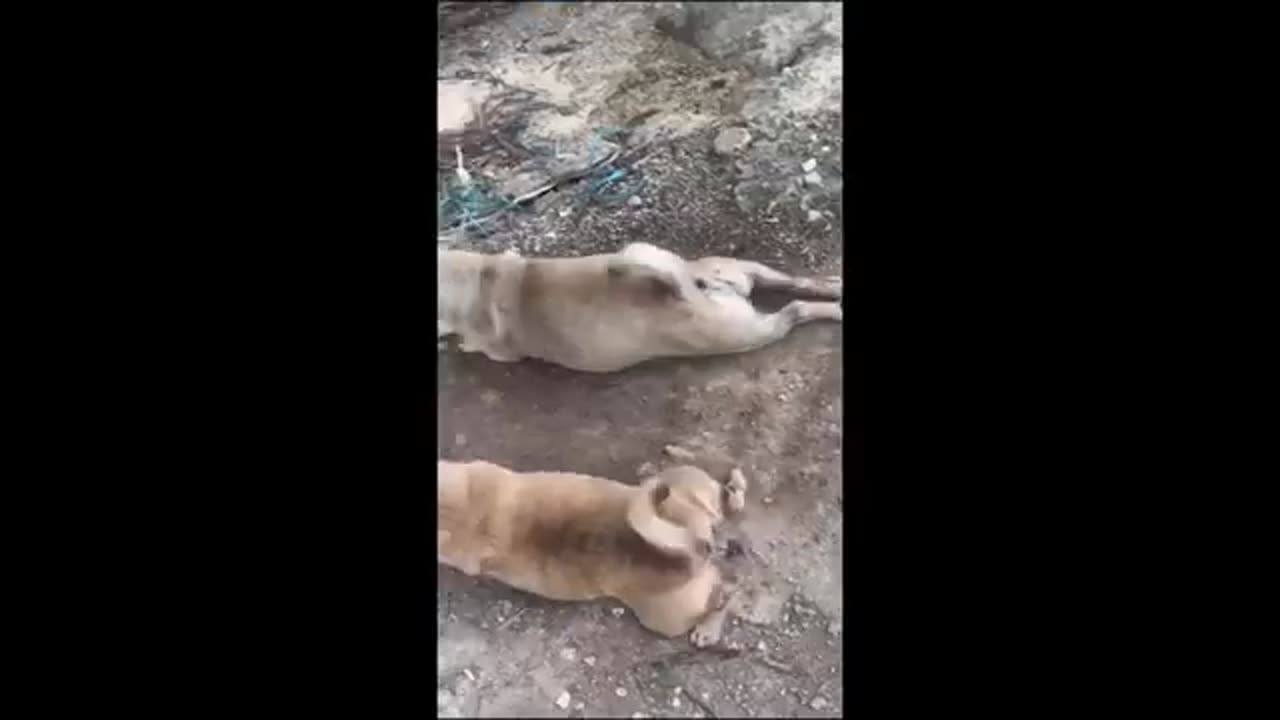 Funny cats and dogs