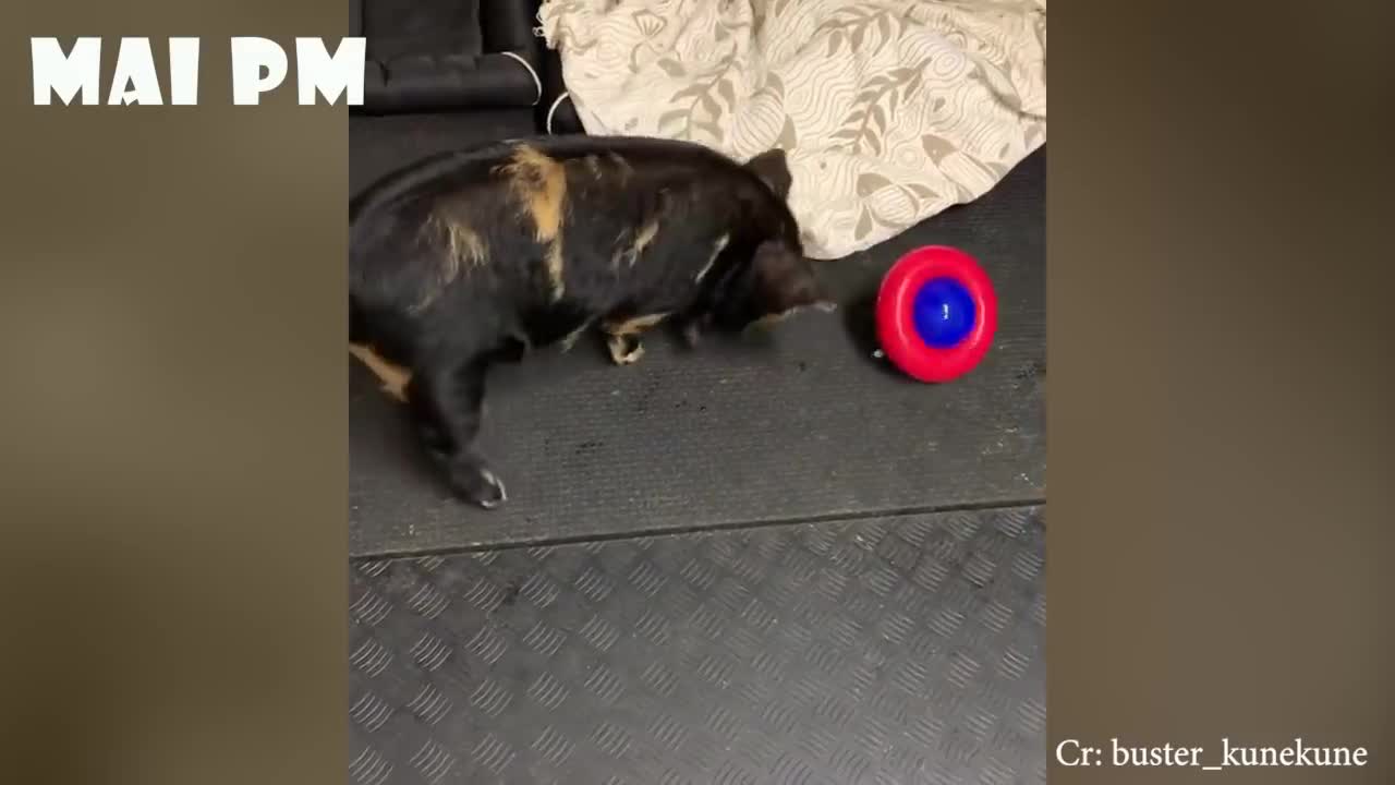 Funniest cutest animal videos