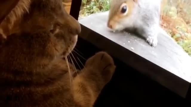 Cat tries to make contact with squirrel on video