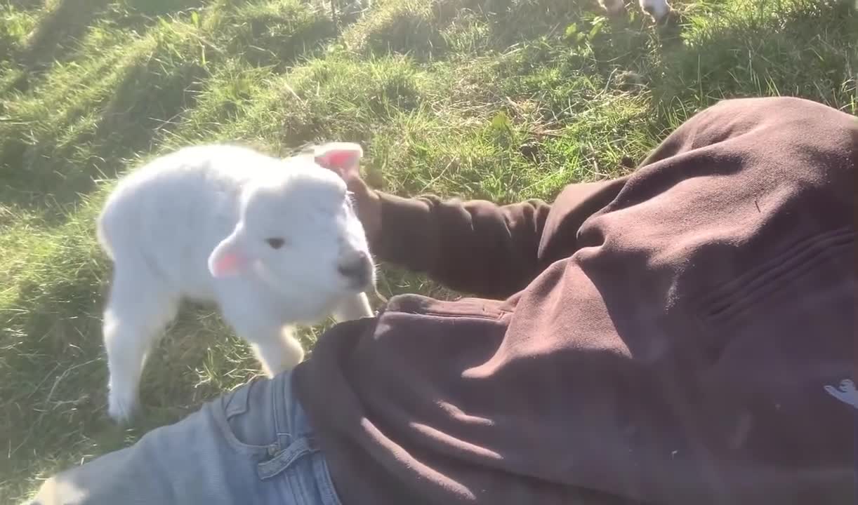 Adorable lamb wants attention