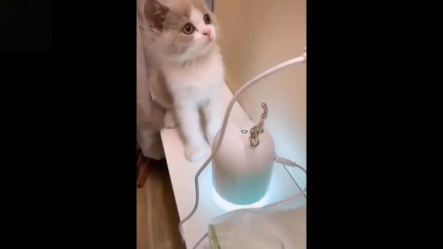 Baby cat video