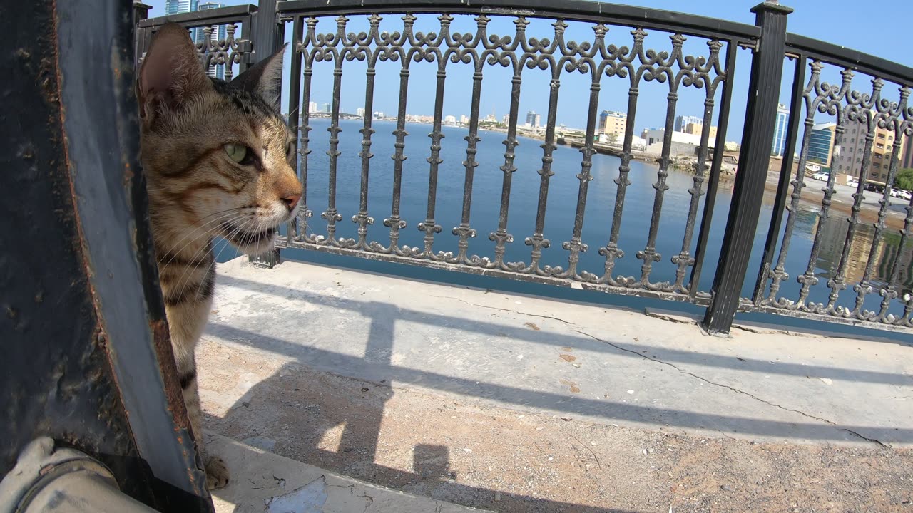 MICHAEL JACKSON - Homeless cat in Ras Al Khaimah, UAE #cat #cats #MichaelJackson #emirates #ae #UAE