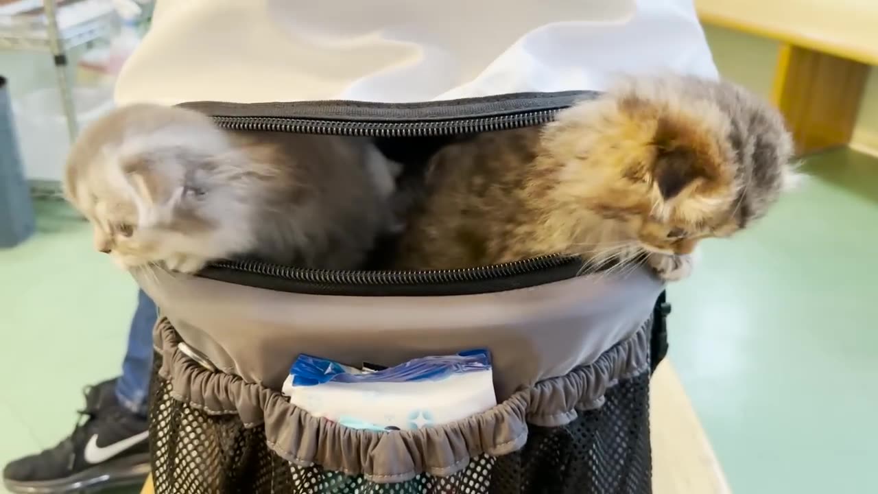 Five kittens go to the hospital for the first time.