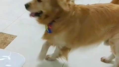 Clever golden retriever, really funny