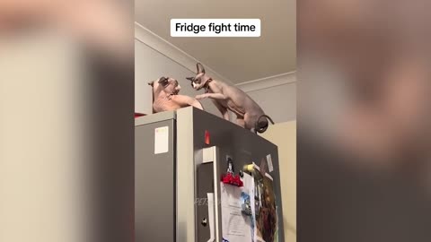 Funniest Animals Videos- Best Cats And Dogs Videos