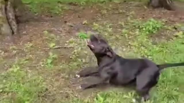 Funny Animals They Do The Strangest Things, Try Not To Laugh! Part 23