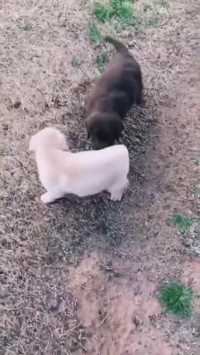 Funniest & Cutest Labrador Puppies #2 - Funny Puppy Videos 2022