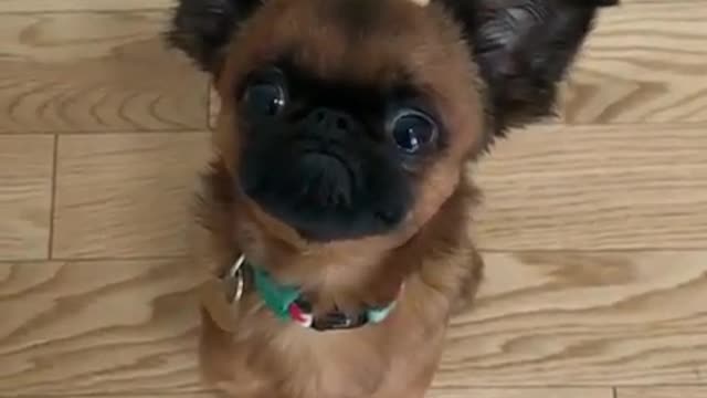 Dog and floor.