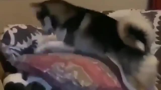 funny cat and dog fight | viral fight