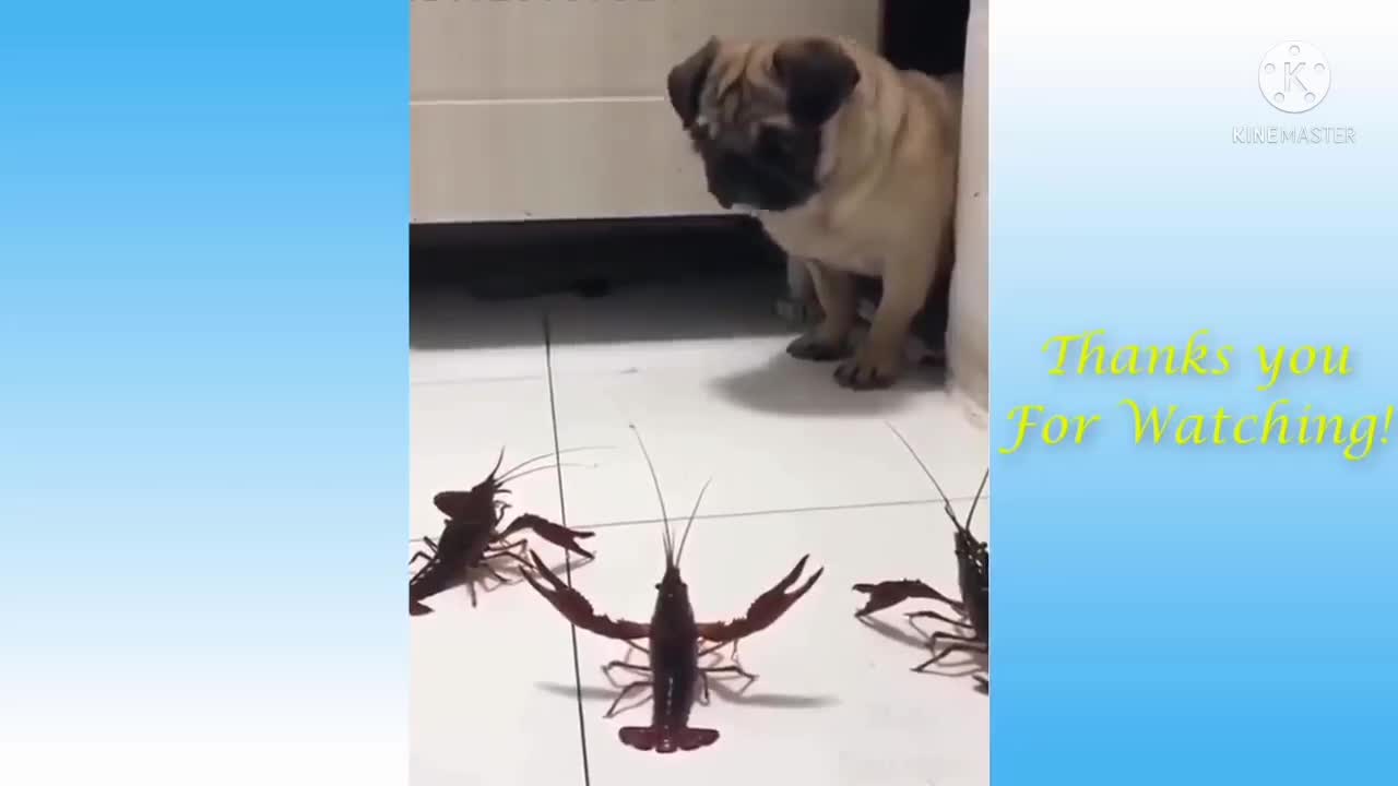 How does a dog panic when he sees a fake scorpion?