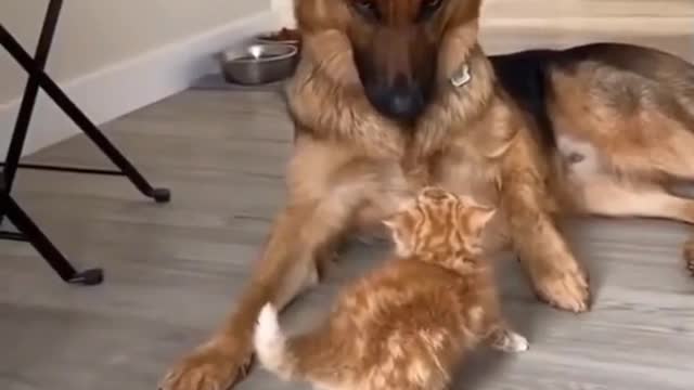 Tips on how to make a dog and cat become friends