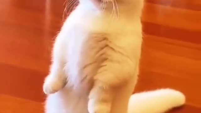 cute kitten training and making charm