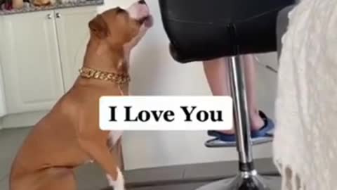 Funny dog And cute dog video compilation