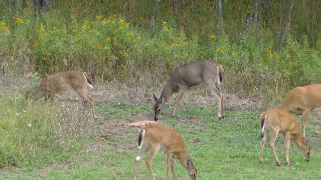 Michigan Youth Hunt 2017 Part 1