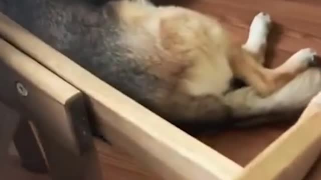 Funny Dog Video