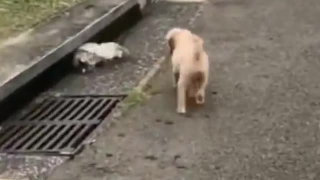 funny dogs in action