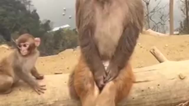 Funny monkey videos 2921