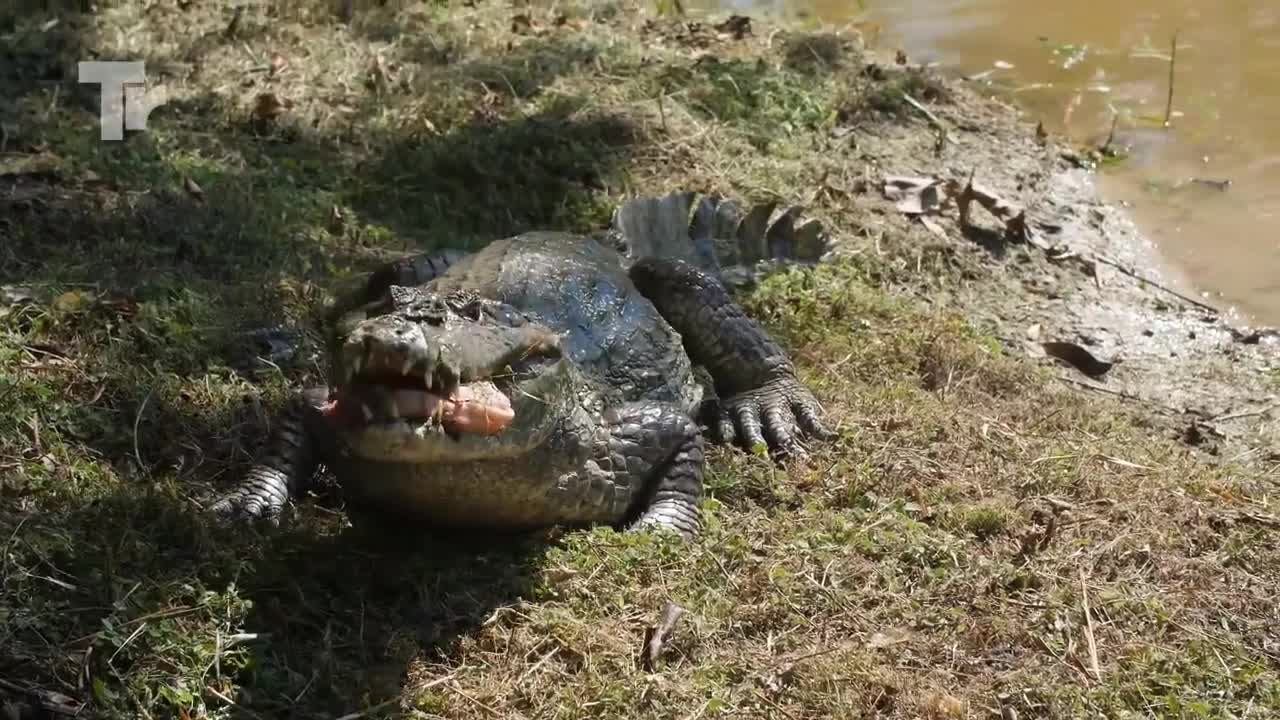 Crocodile Catches Leopard