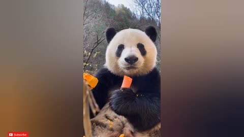 [ASMR] Panda🥕mukbang asmr