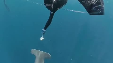 Wildlife