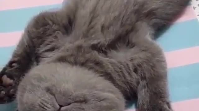 Good Night bro & sis, cute kitten, cute cat, funny animal video!!