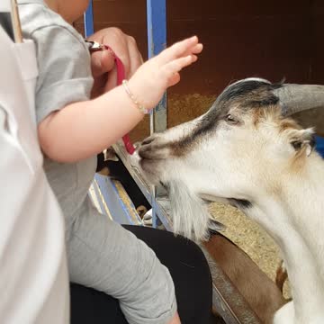 Tenacious Goat Tries To Steal Baby's Pacifier