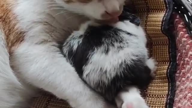 Furry Purry Golden Kitten Pile cute