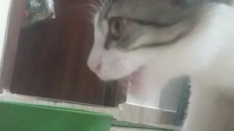 Kitten eating food