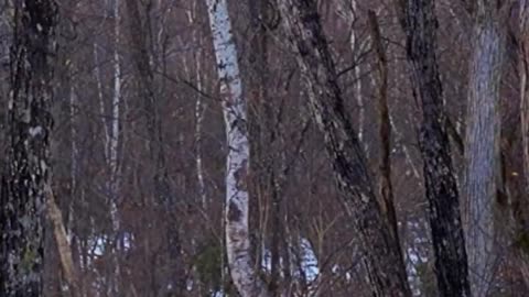 Siberian tigers in the forests of Russia's Far East