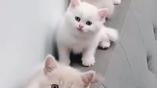 SUPER Funny cat and kittens MEOWING compilation