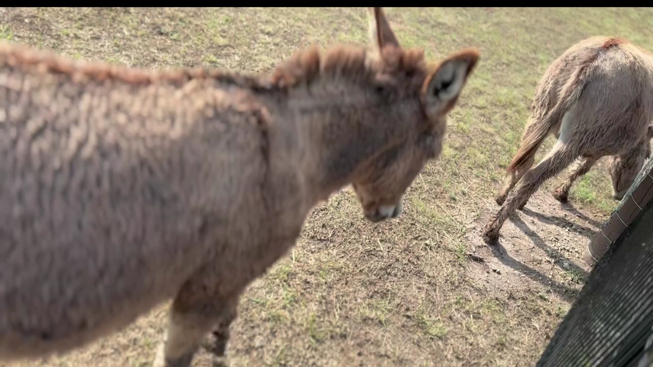 Donkeys Welcoming the Morning Light