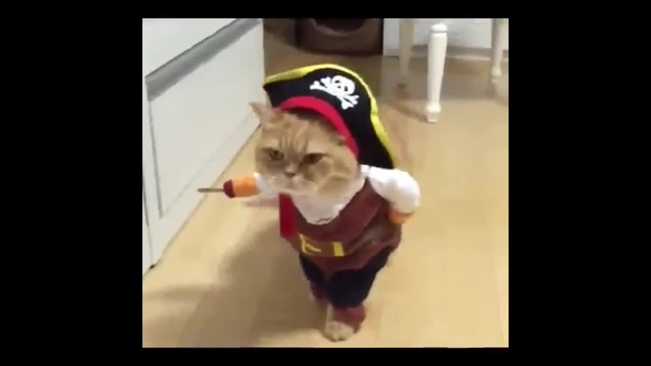 cat dress up as captain hook