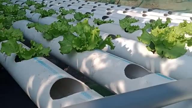 hydroponics