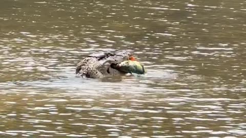 "Survival of the Fittest" 🐊🐟🌊🍃