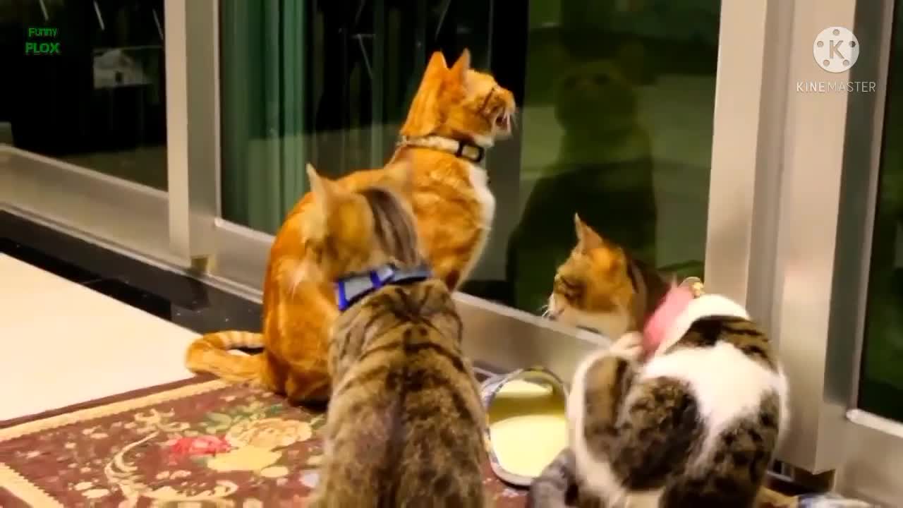 Funny cat video top