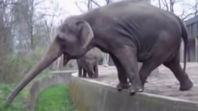 FAIL ELEPHANT DANCING MOVES FUNNY