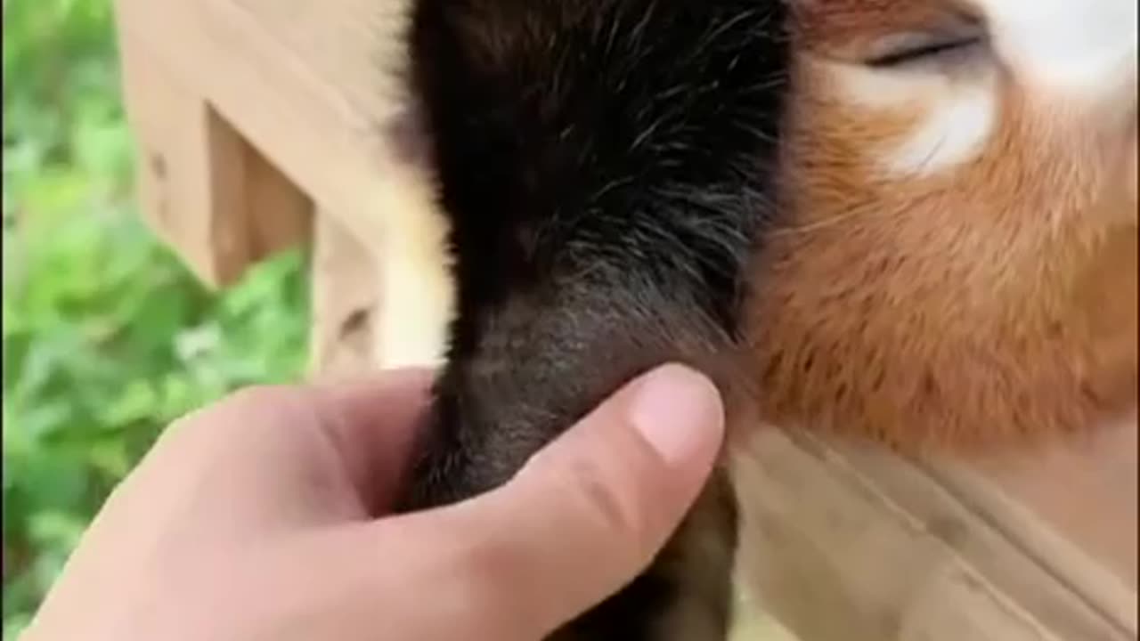 Red panda’s unique paws