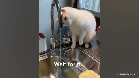 Funny cat