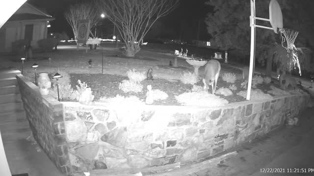 Deer Eating Plants